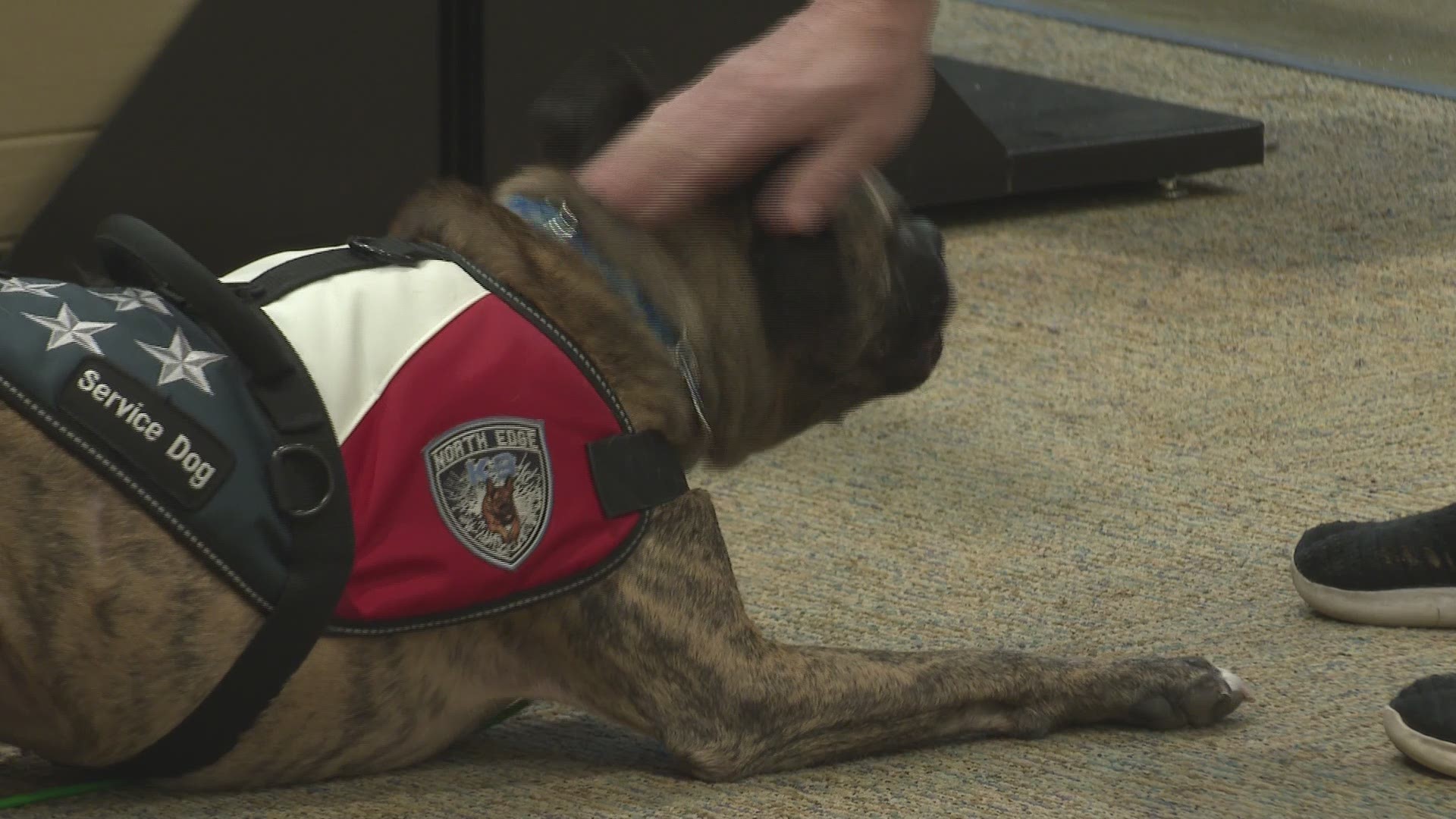 K9s on The Front Line has placed around 150 dogs with veterans living with Post Traumatic Stress Disorder.