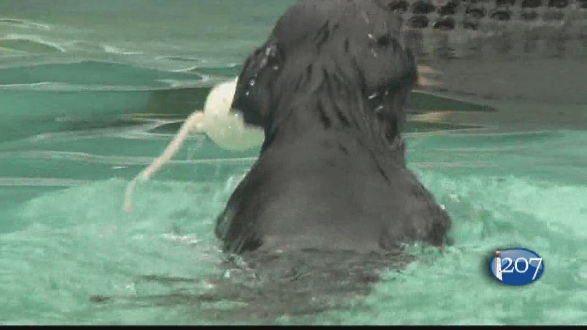 Dock dogs making a splash in Berwick