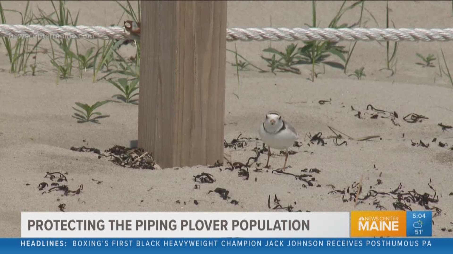 Good beach etiquette is essential to protect Maine's vulnerable population of piping plovers