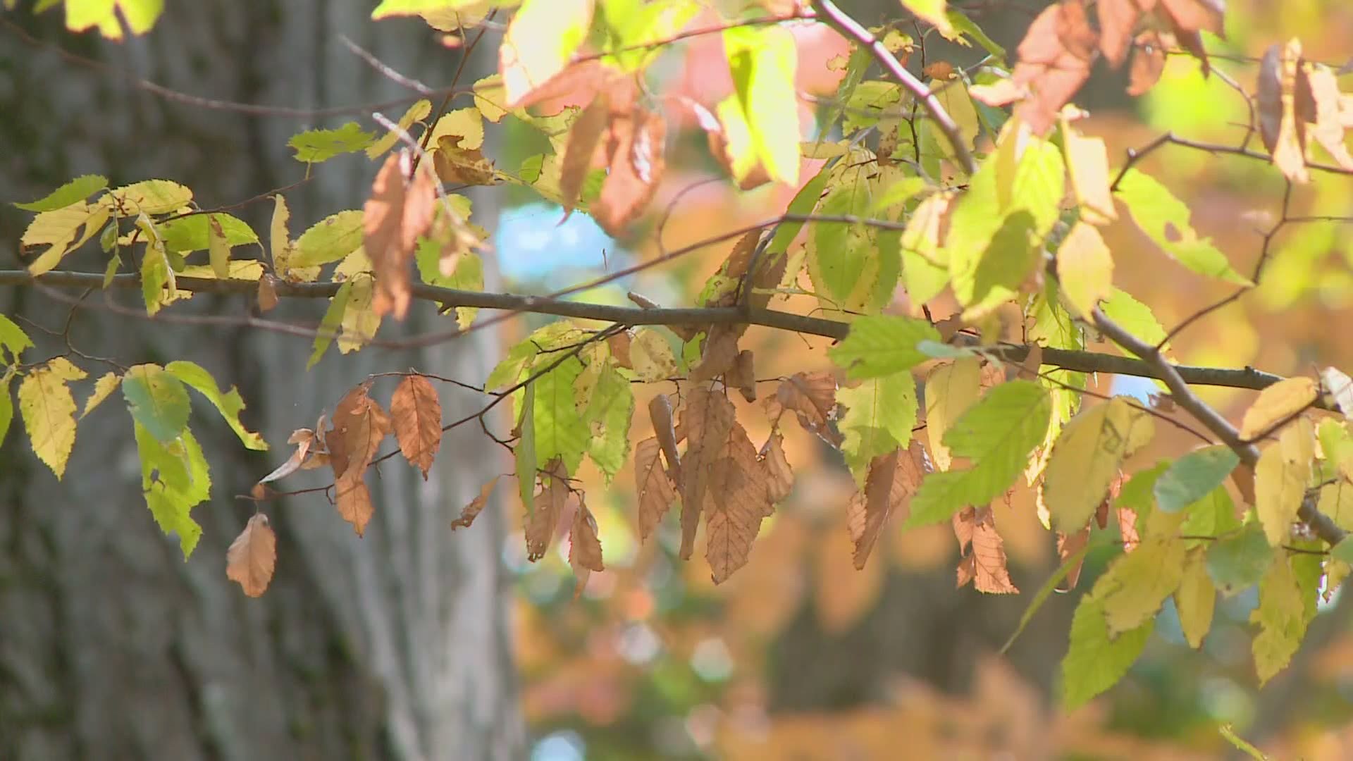 Experts say that some of the Maine foliage has hit early because of the drought conditions across the state