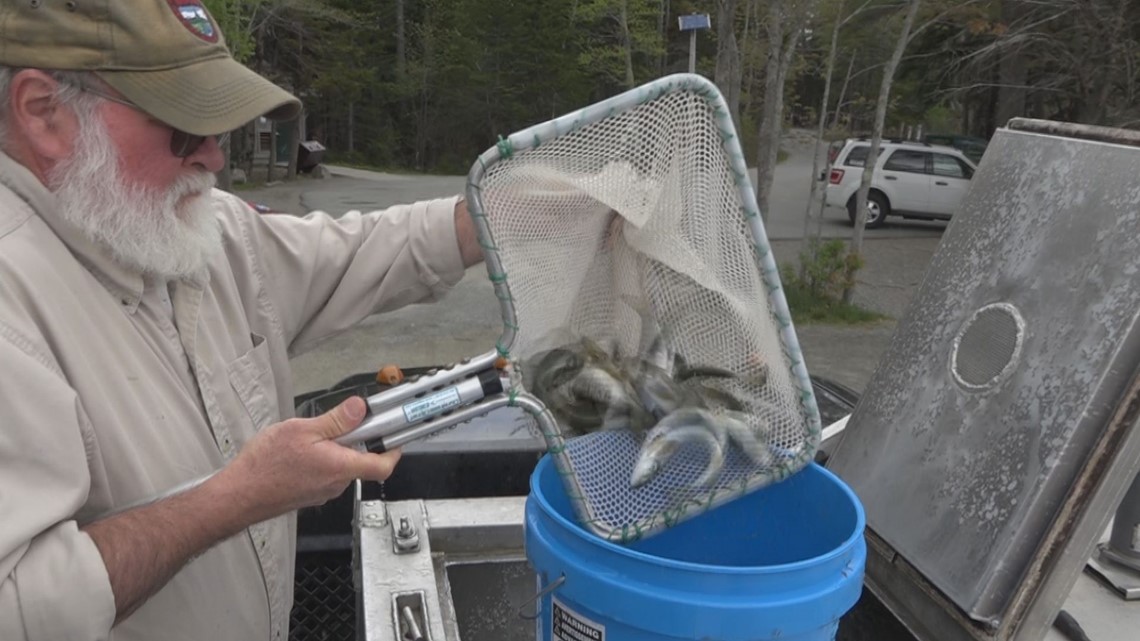 Fish stocking in Maine's lakes and ponds at full throttle for anglers