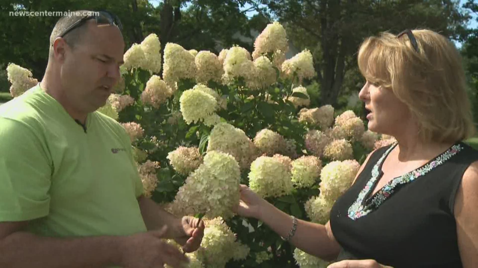 Hydrangeas are in bloom. They make for wonderful bouquets.. but how do you make them last?
Cindy Williams has more in this week’s your garden.