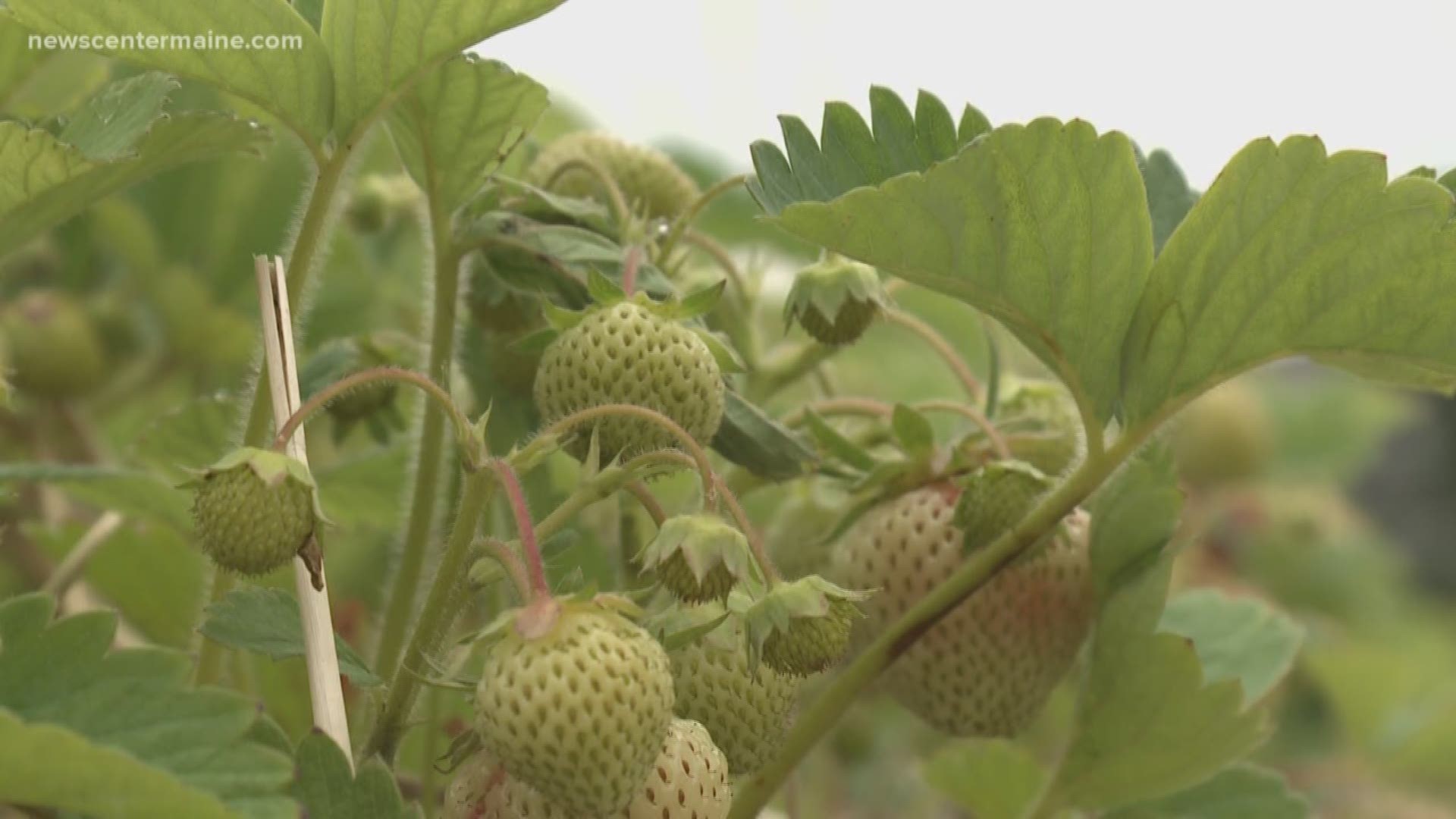 Bad weather leads to late start for strawberry season.