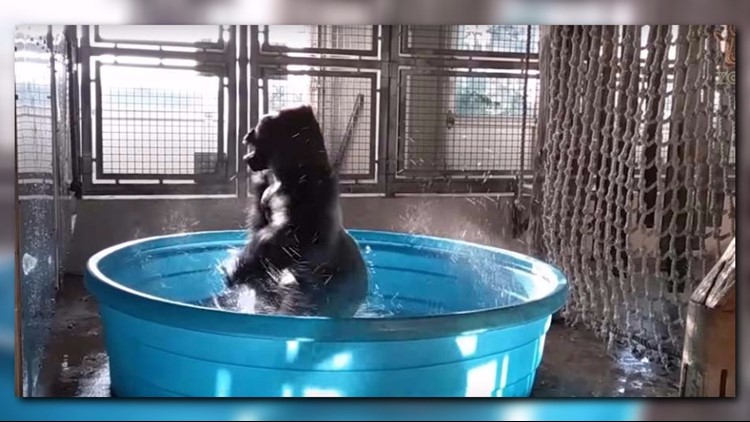 Gorilla dances like no one's watching at Dallas Zoo