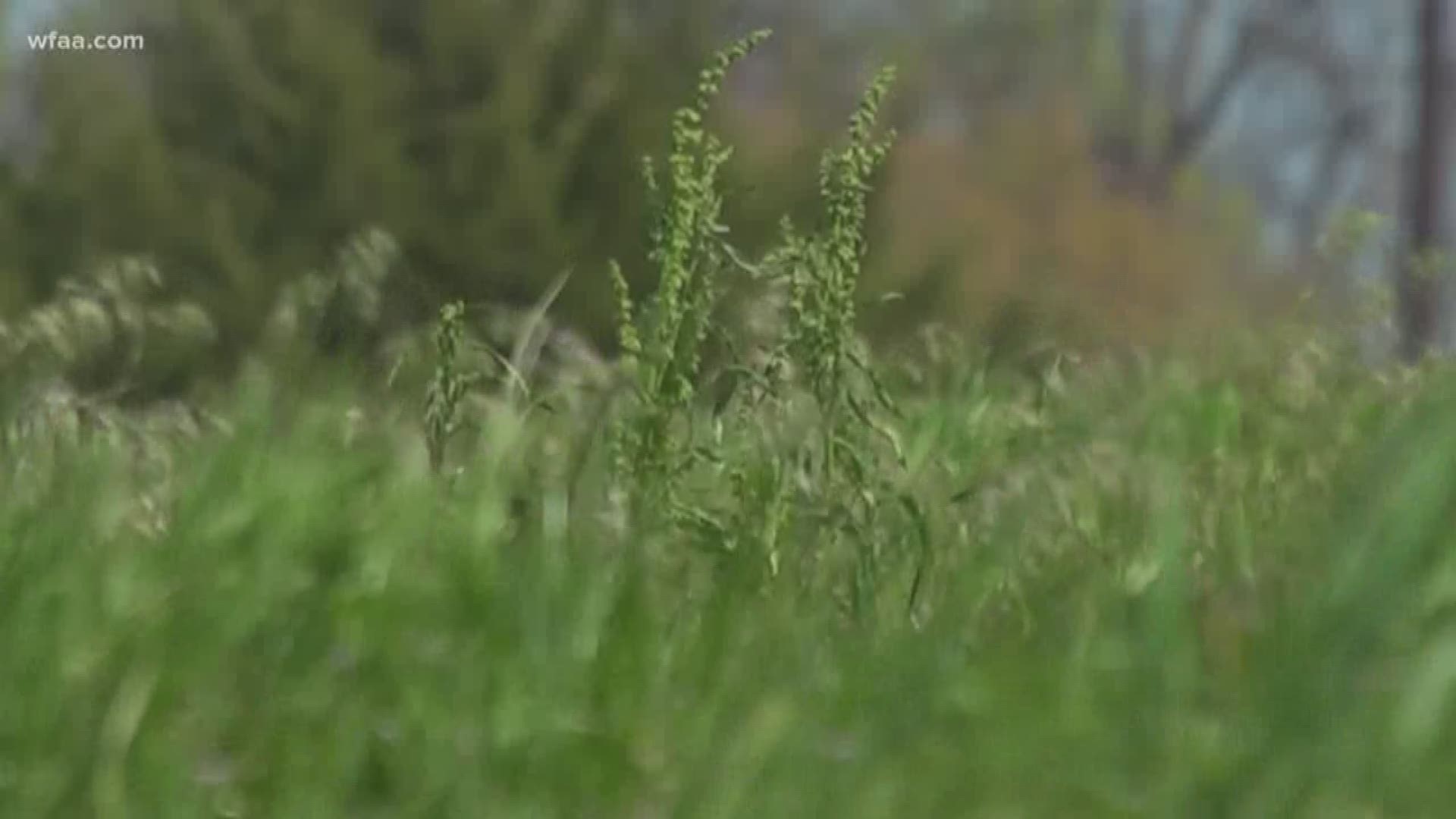 Wellness Wednesday: Powering through the high pollen days