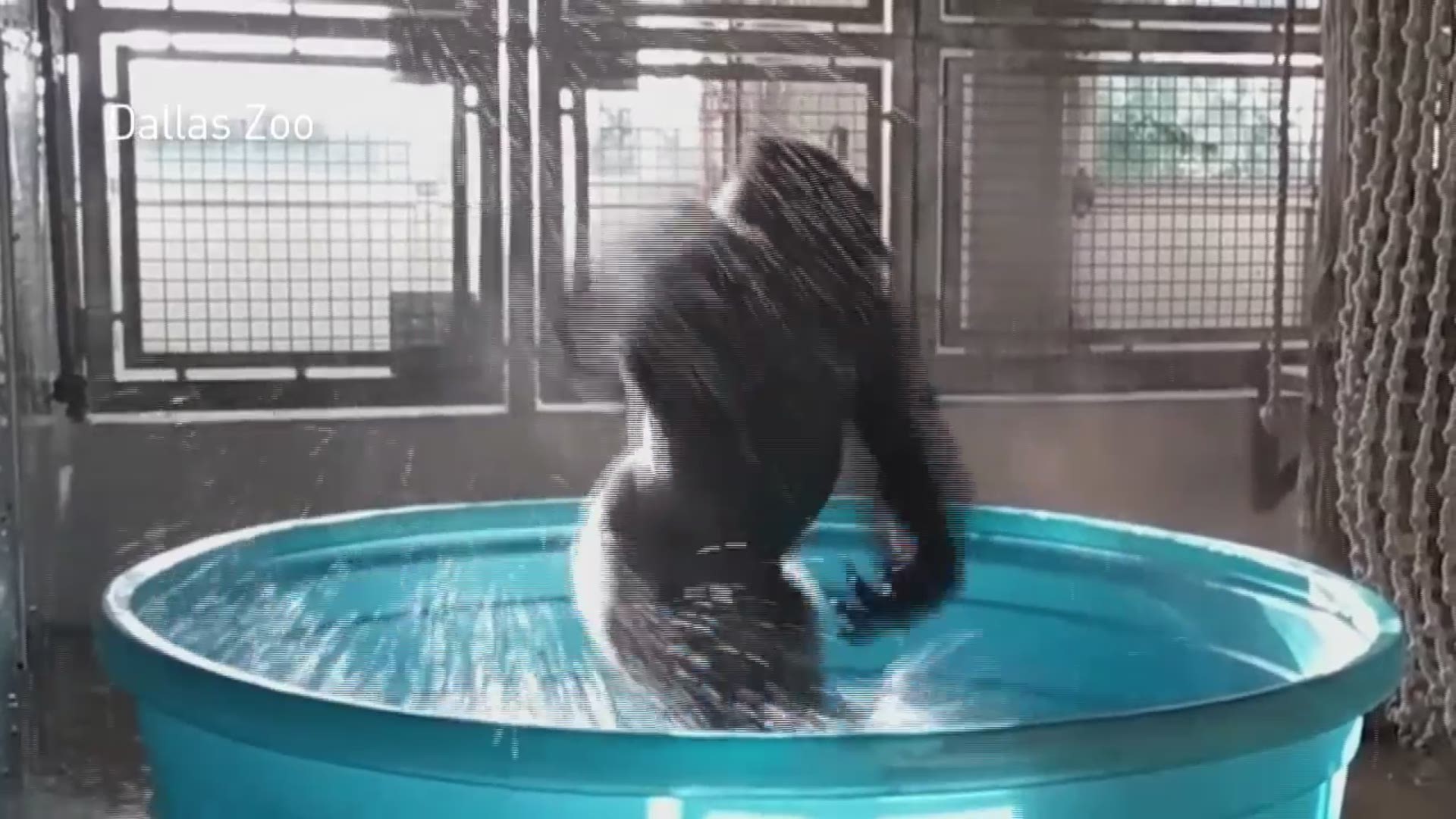 RAW: Zola the gorilla dances at Dallas Zoo