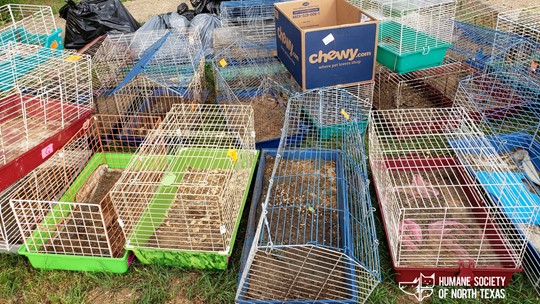 Denton officials seize more than 100 small animals found