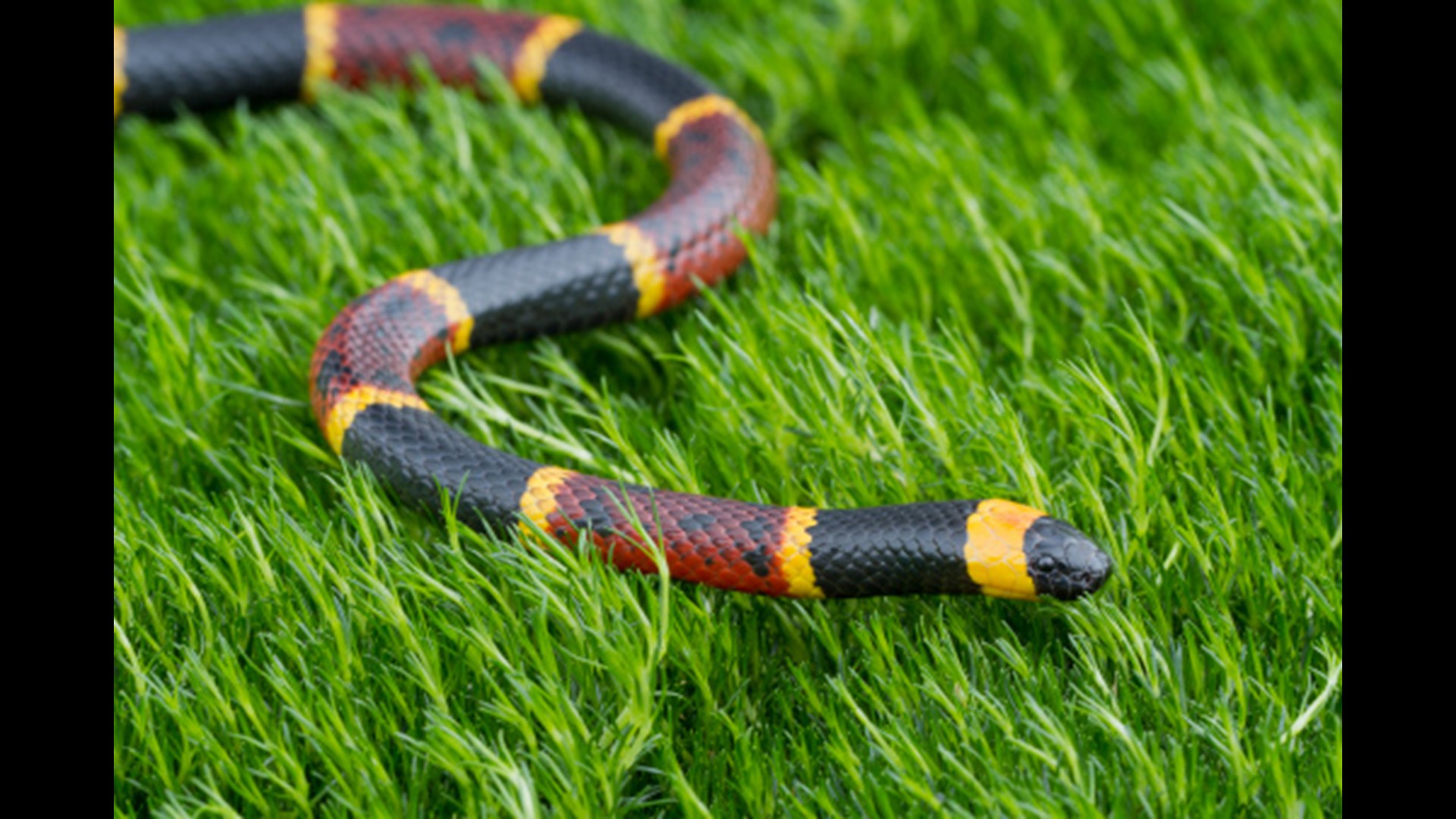 Your Guide to the Six Venomous Snakes in the Carolinas