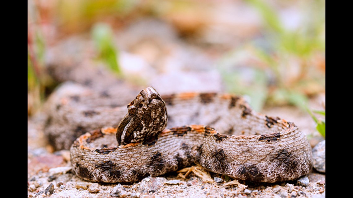 Your Guide to the Six Venomous Snakes in the Carolinas