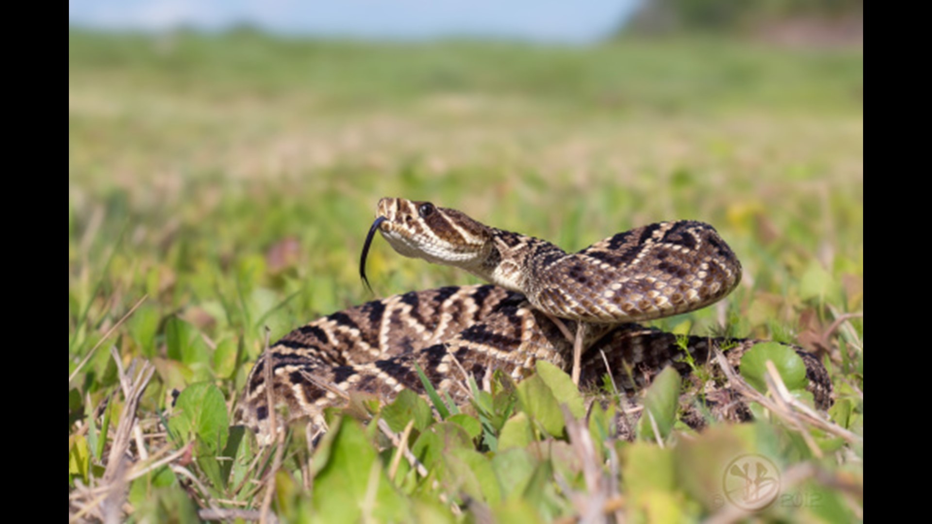 Your Guide to the Six Venomous Snakes in the Carolinas