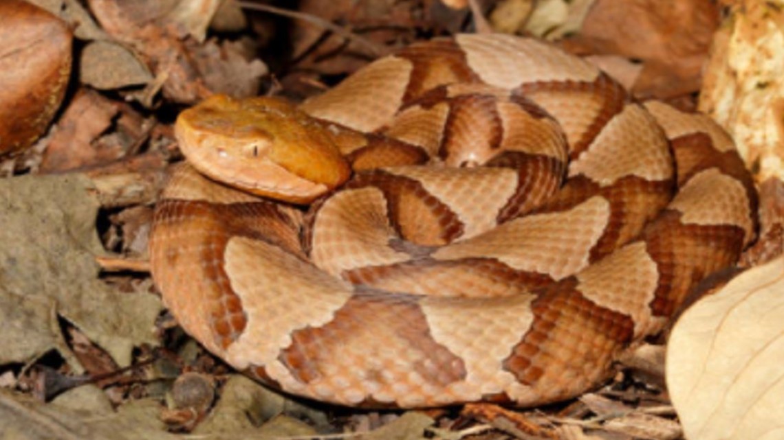 Watch out for baby copperhead snakes
