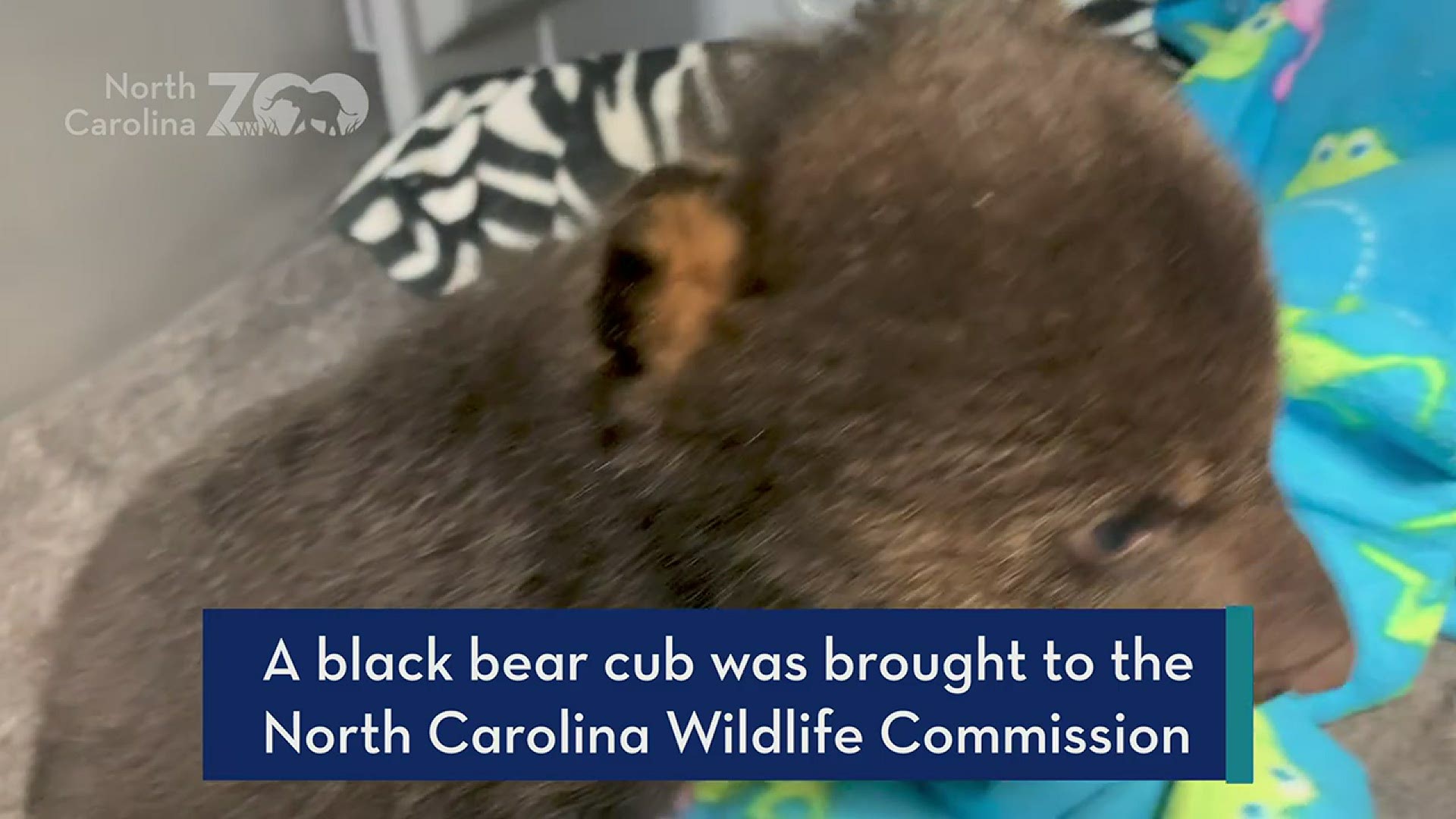 NC Zoo VHS Wildlife Rehab Center looking after little ...