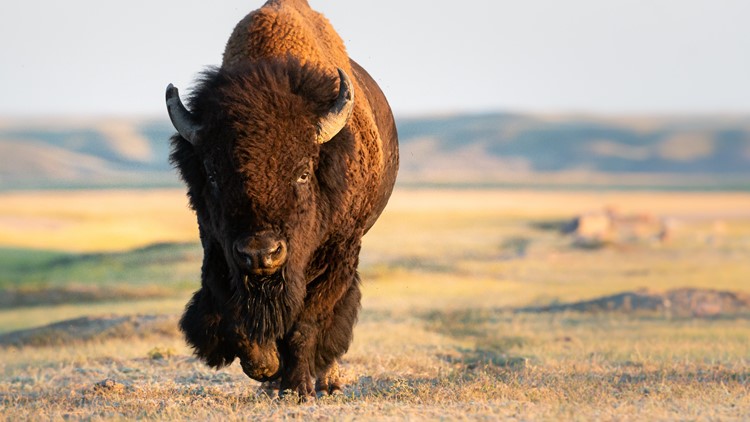 American buffalo to be reintroduced to the Seneca Nation on the Allegany Territory in New York