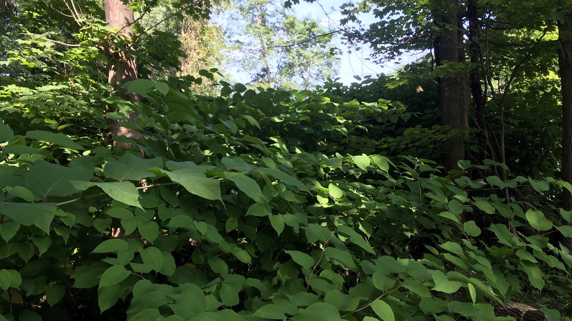 2 The Outdoors An Overwhelming Invader On 18 Mile Creek Newscentermaine Com