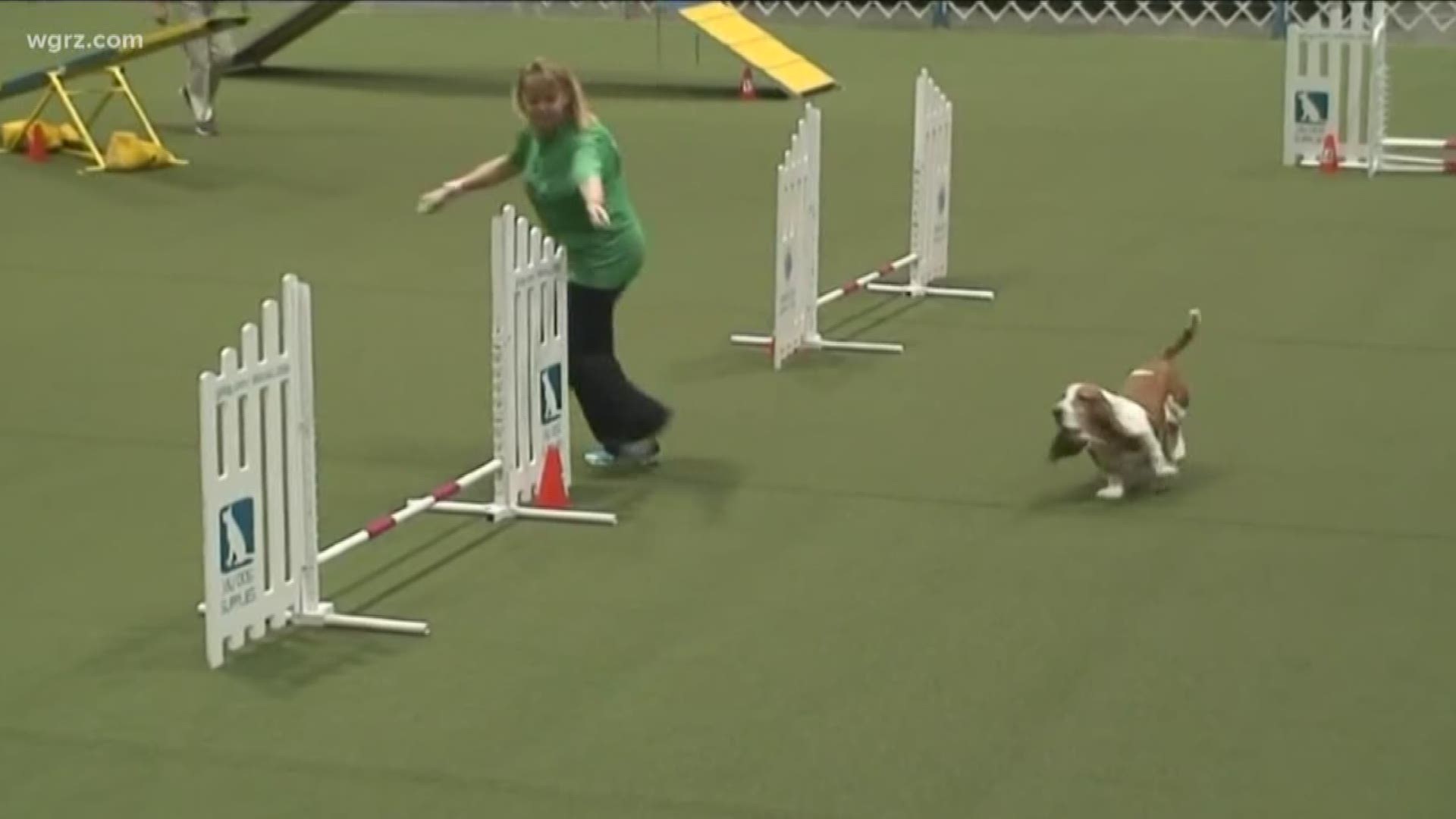agility competition near me