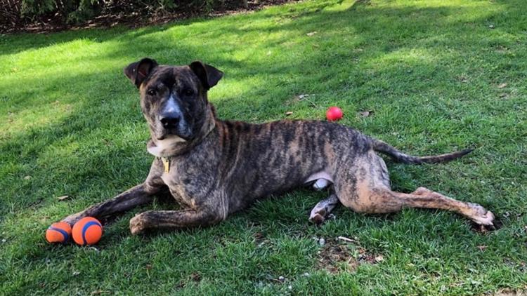 brindle puppies for adoption near me