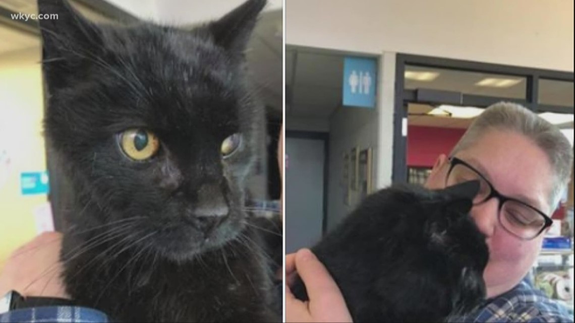 Celebrity Cat Missing From Gale S Garden Center Found Six Months