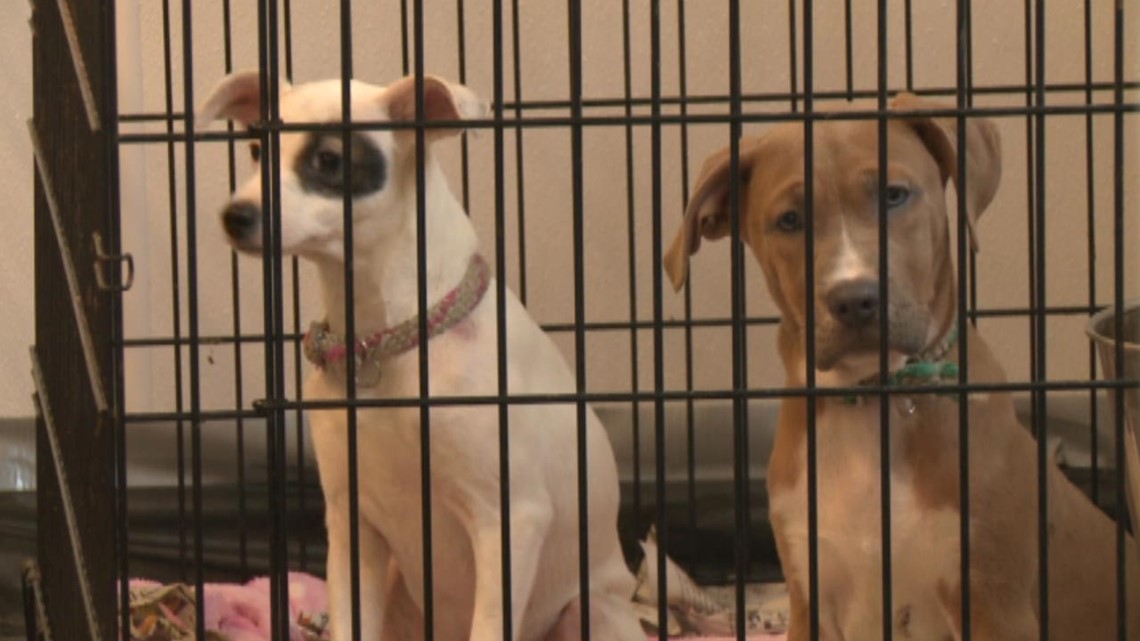 Brunswick Animal Shelter Reopens Sooner Than Expected | Newscentermaine.com