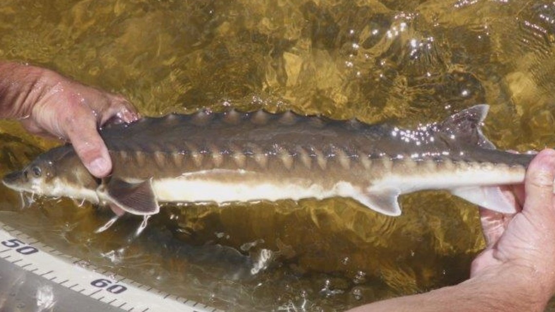 Sturgeon return to Milford after nearly 200 years | newscentermaine.com
