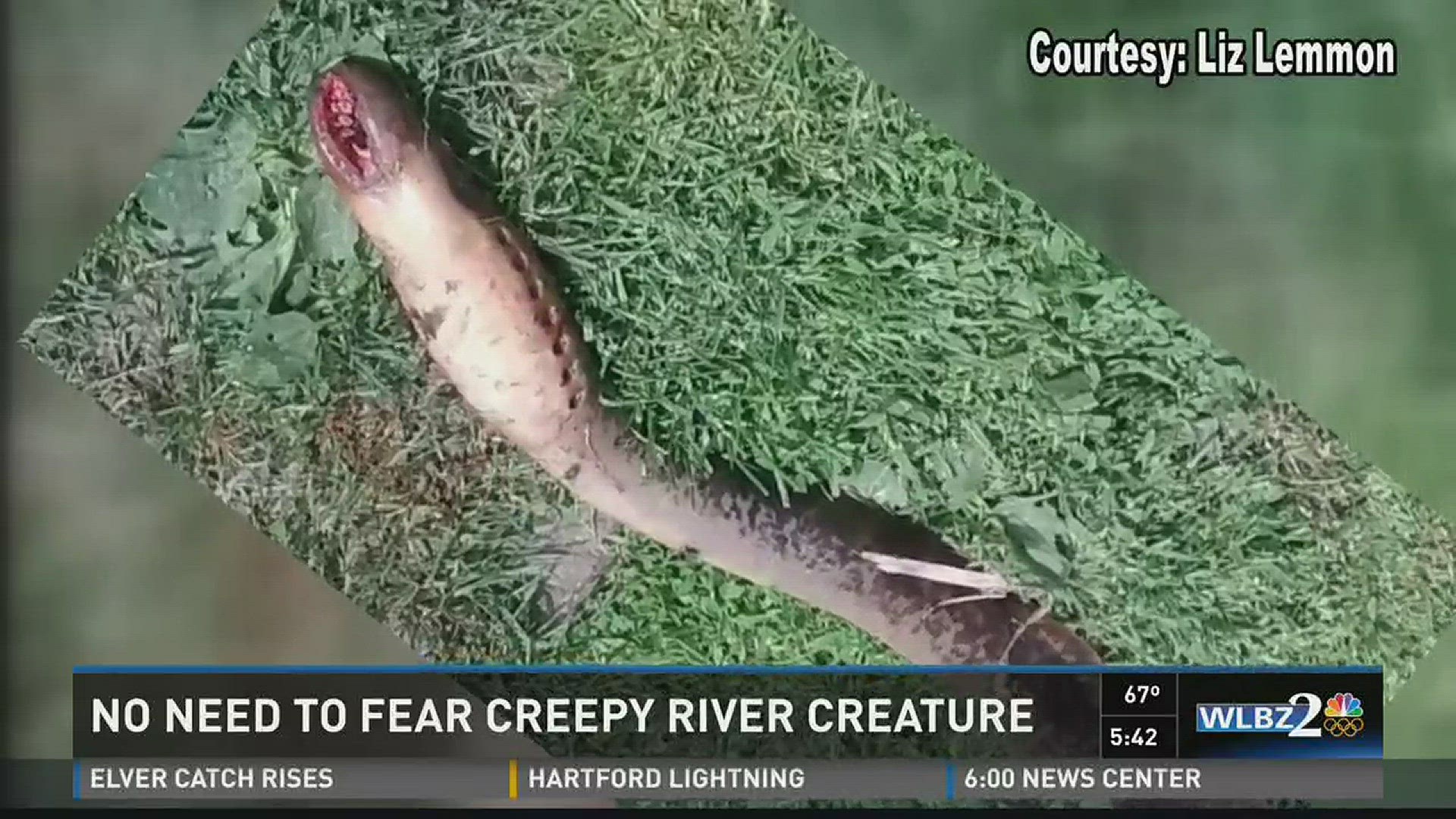 Public responds to Lamprey discovery in Penobscot River.