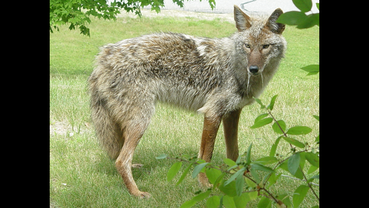 Rabid Coyote Found In Gray