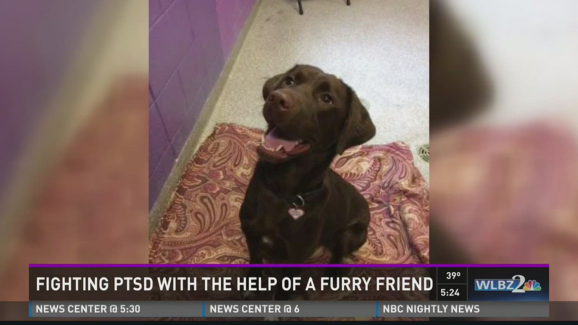 Fighting PTSD with the help of a furry friend