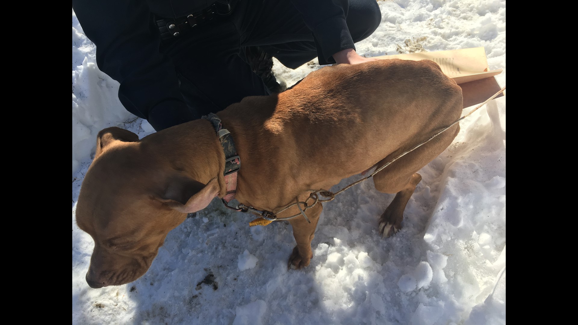 Skowhegan woman arrested for animal cruelty, illegal pet shop, and