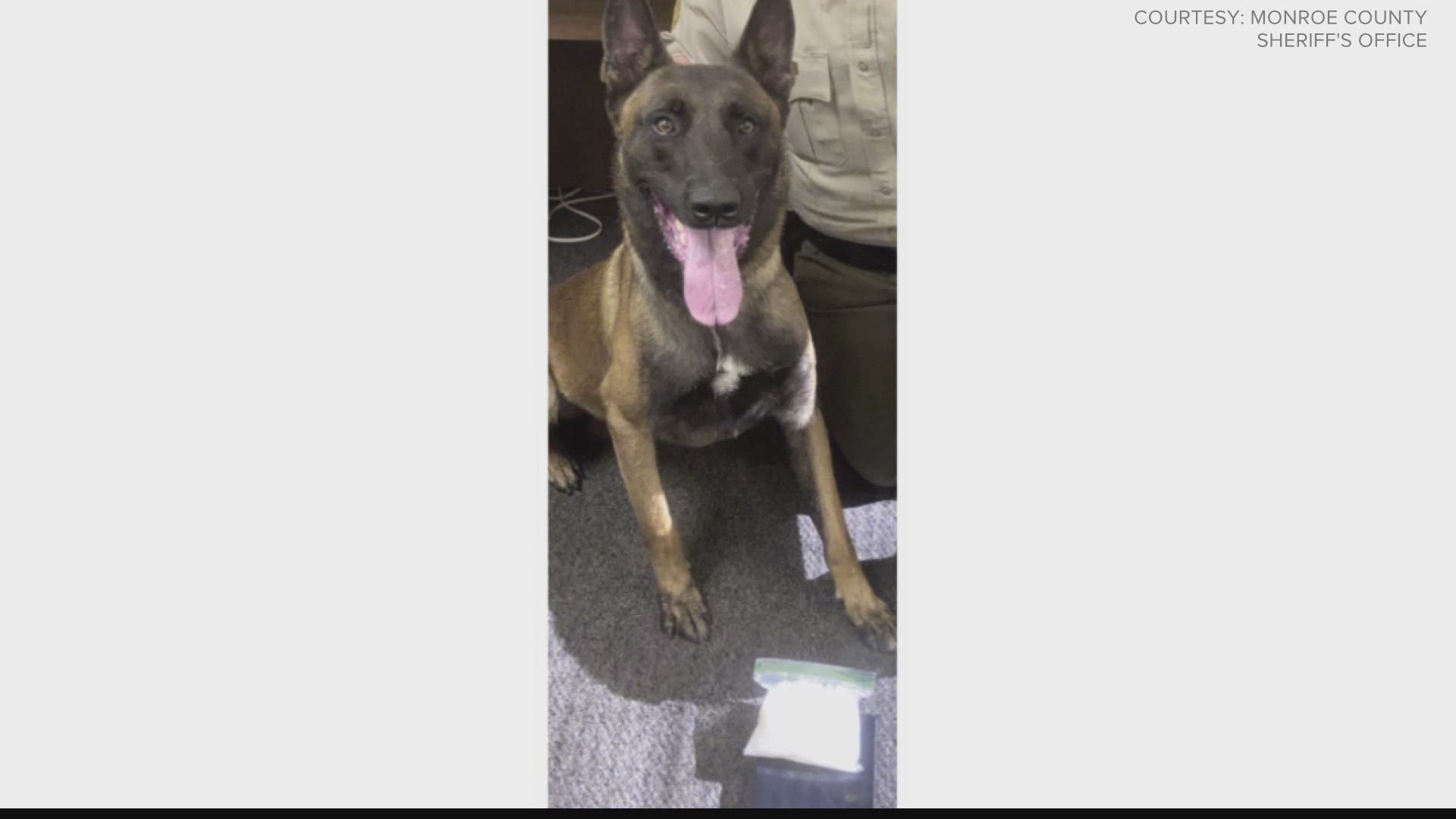 Sheriff Brad Freeman says K9 Khan's death was 'an avoidable accident.' He was four-years-old