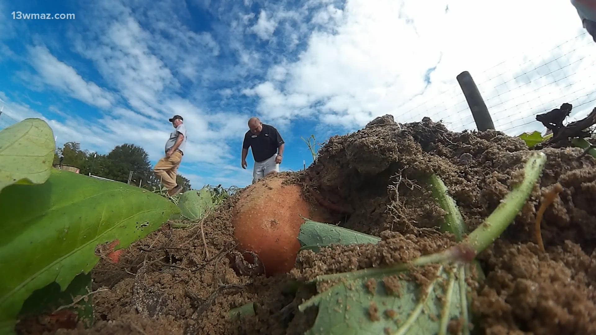 Currently, the record for the largest sweet potato is 81 pounds.