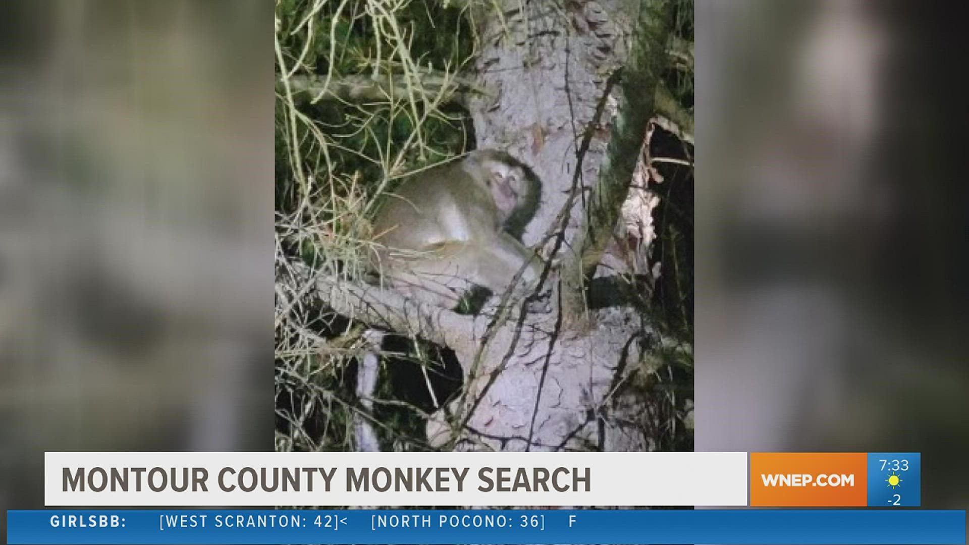 Monkeys escape after crash near Danville | newscentermaine.com