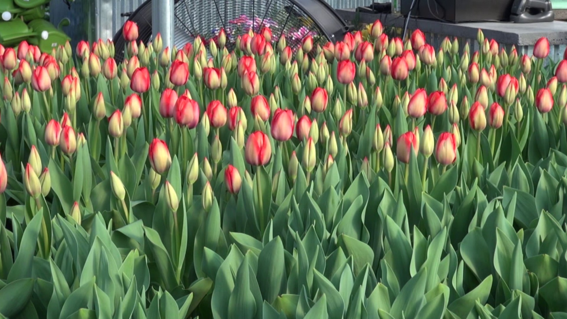 Easter is not the earliest it can be this year, but it is pretty close, and Easter flowers are timed to bloom for Easter week because of how short the shelf life is.