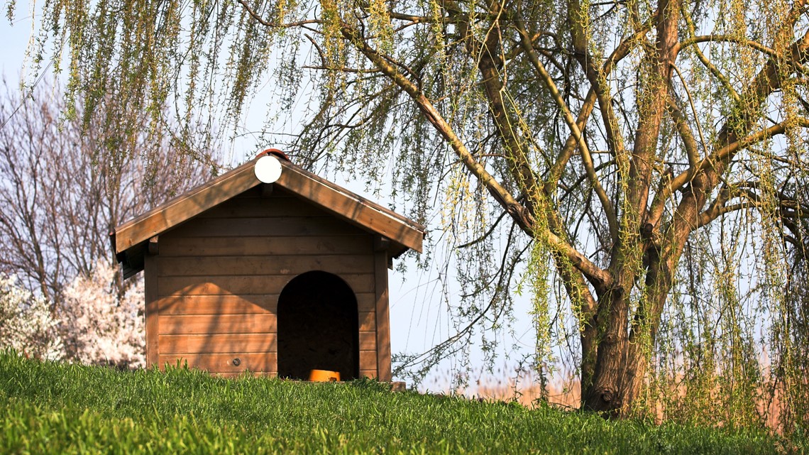 Houlton police warn pet owners about several confirmed cases of parvovirus