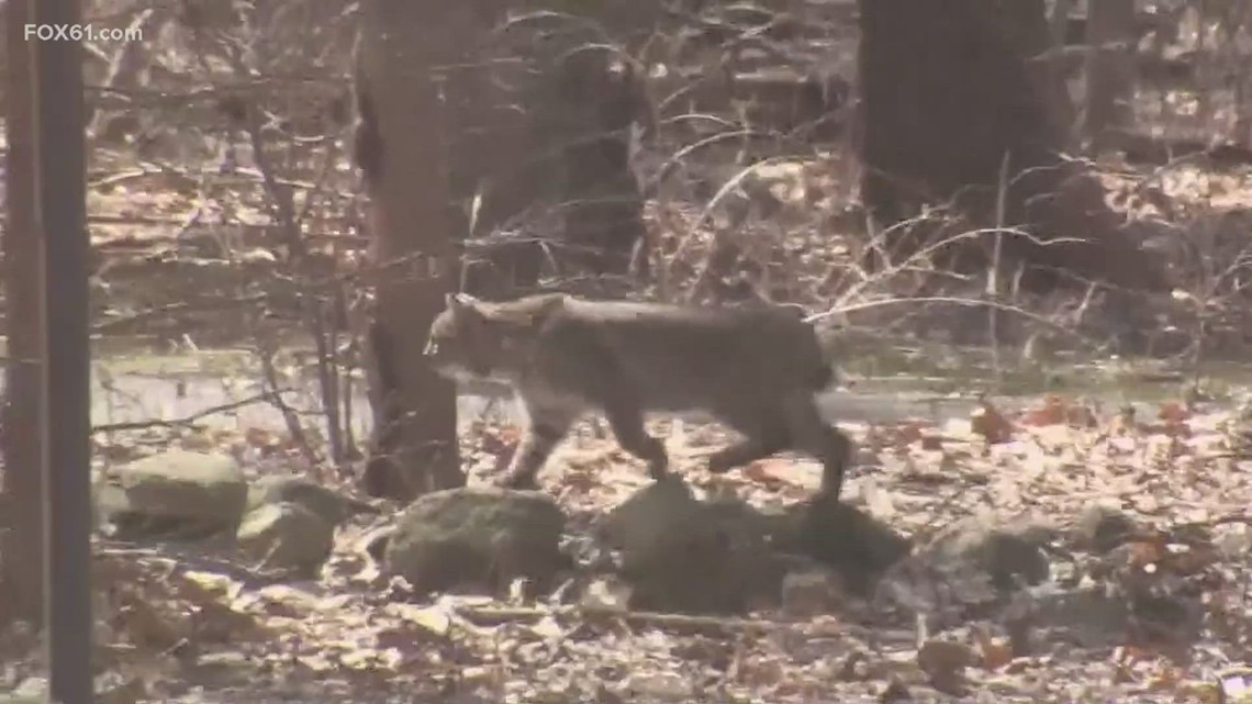 Man injured in bobcat attack while camping in Connecticut