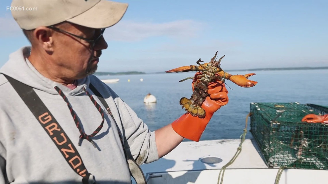 Connecticut lobster industry forces fishermen to seek new career | newscentermaine.com