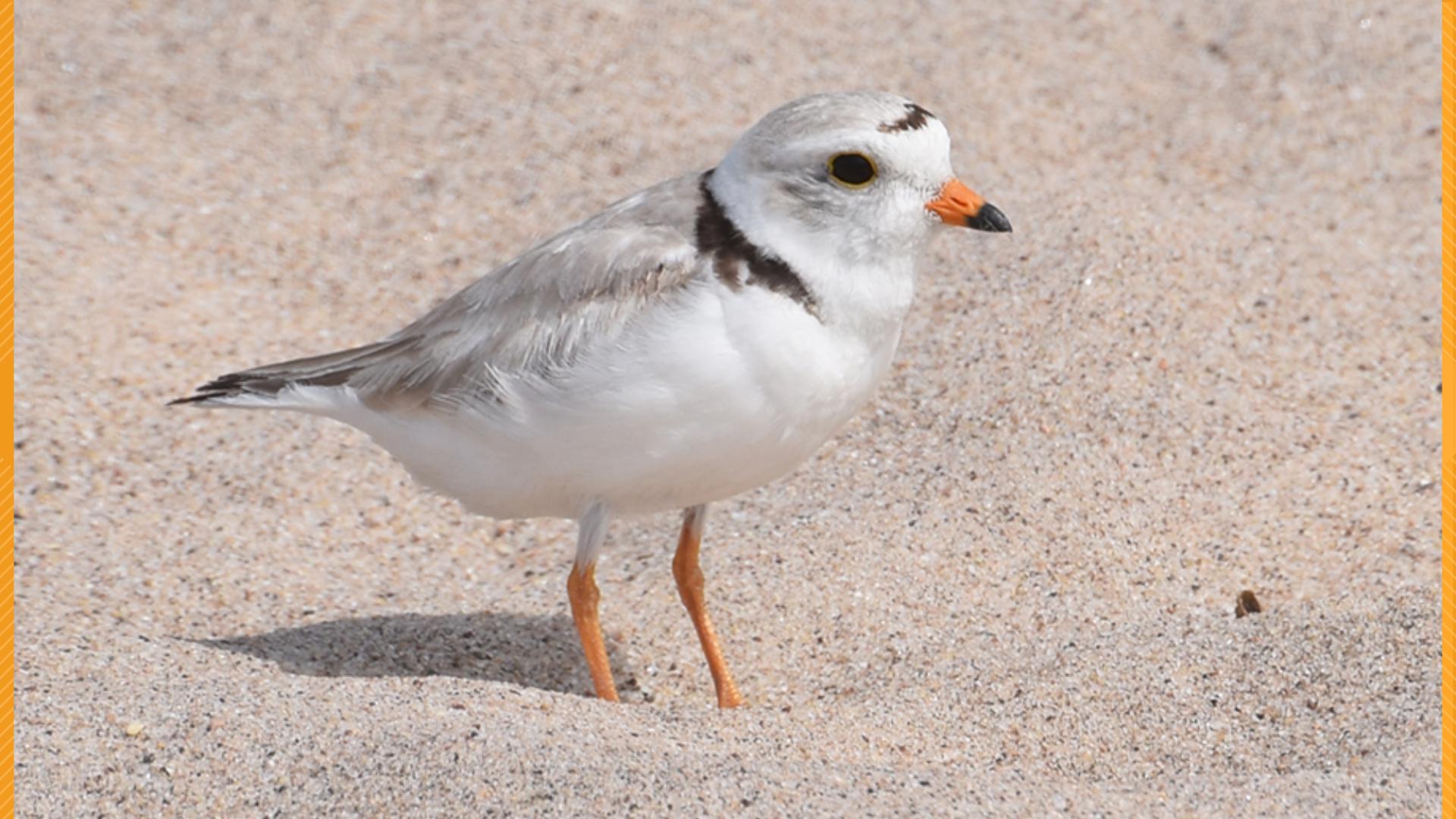Piping plovers and least terns are nesting on Maine beaches. Officials ask beachgoers to take steps to help protect them this summer.