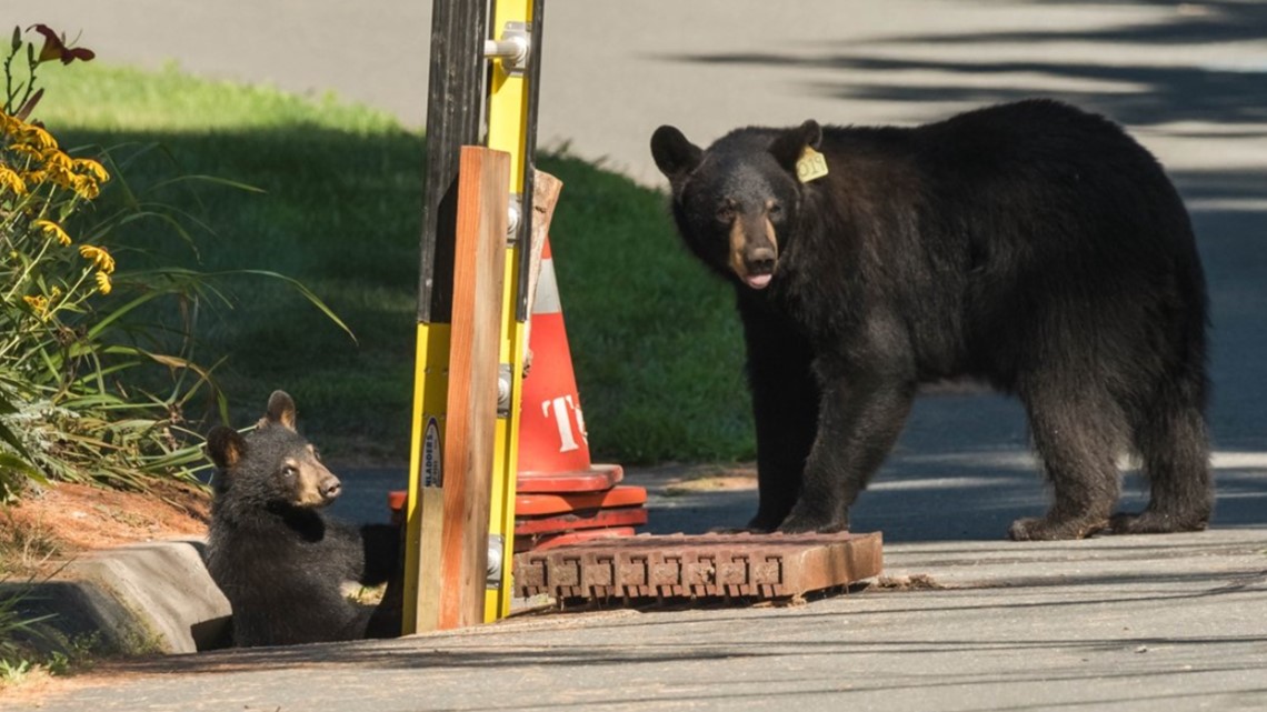 Bears rescued from storm drain in Conn. | newscentermaine.com