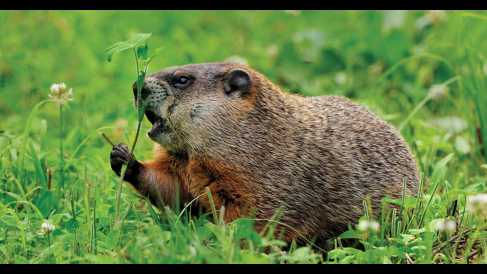 Usually skunks and foxes are among the most common animals with rabies in Maine. This year, another animal is ranking higher on the list, officials say.