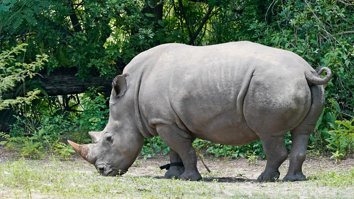Disney World rhino gets fitted with fitness tracker - Vimarsana News