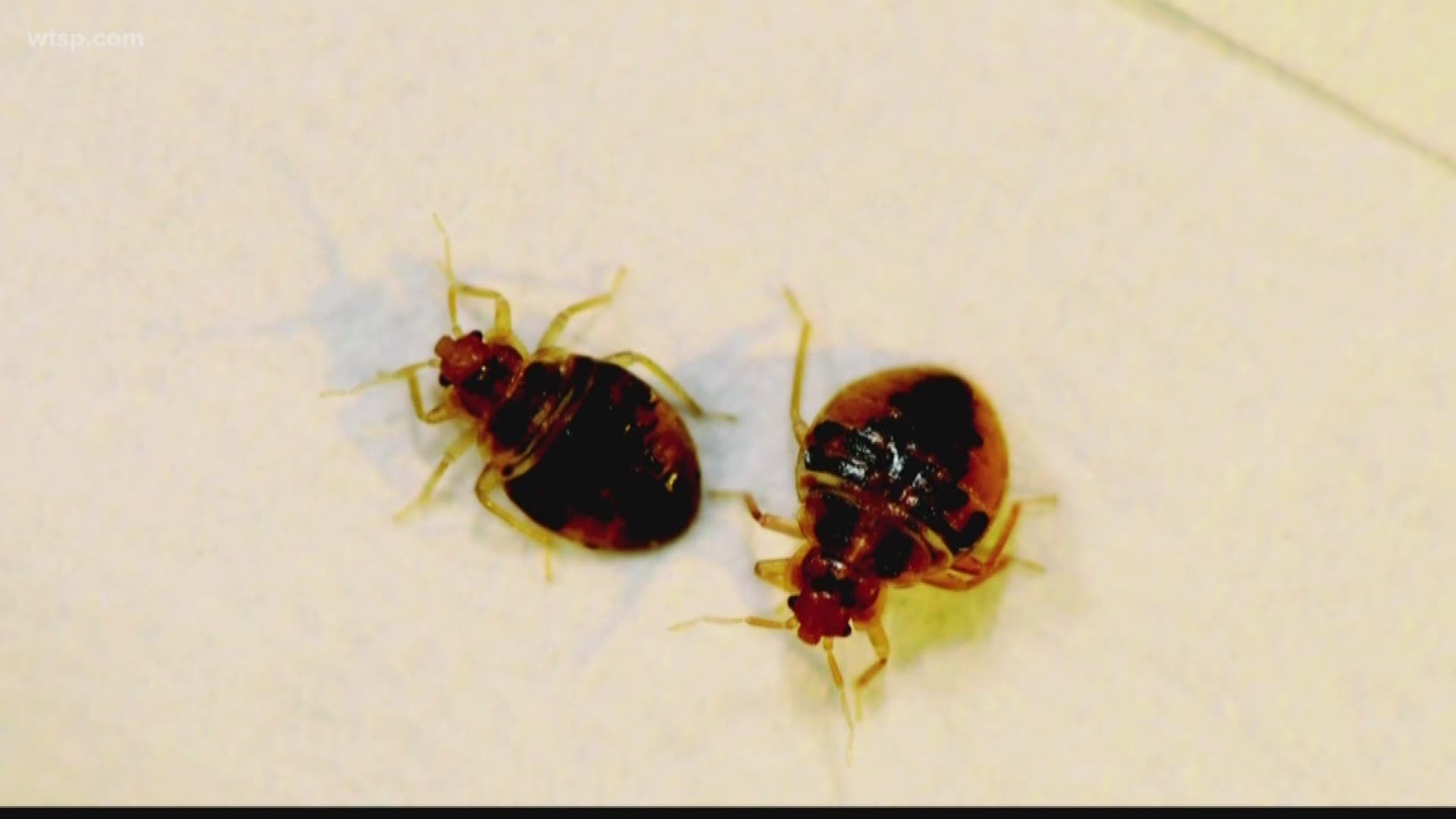 Check for bed bugs before going to sleep.