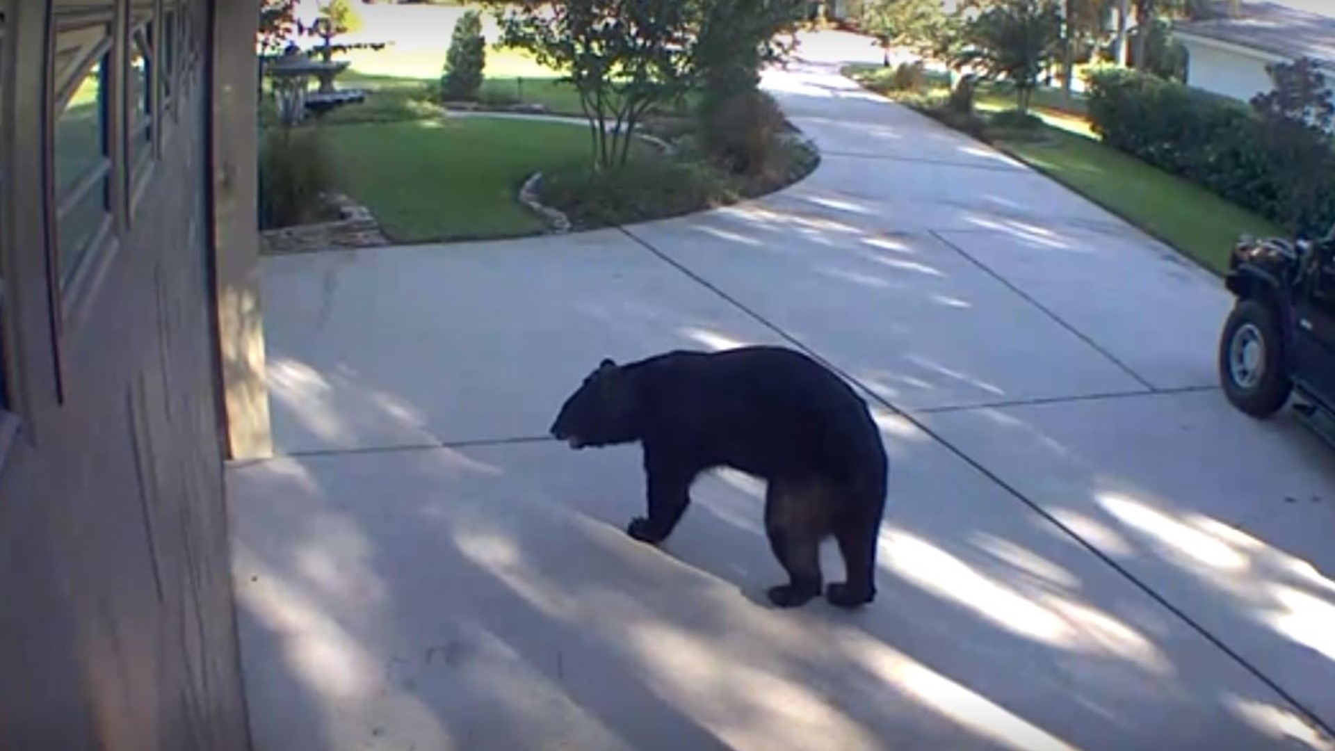 Other than damaging the pool cage screening, the bear rummaged through the family's refrigerator outside which was captured on video.