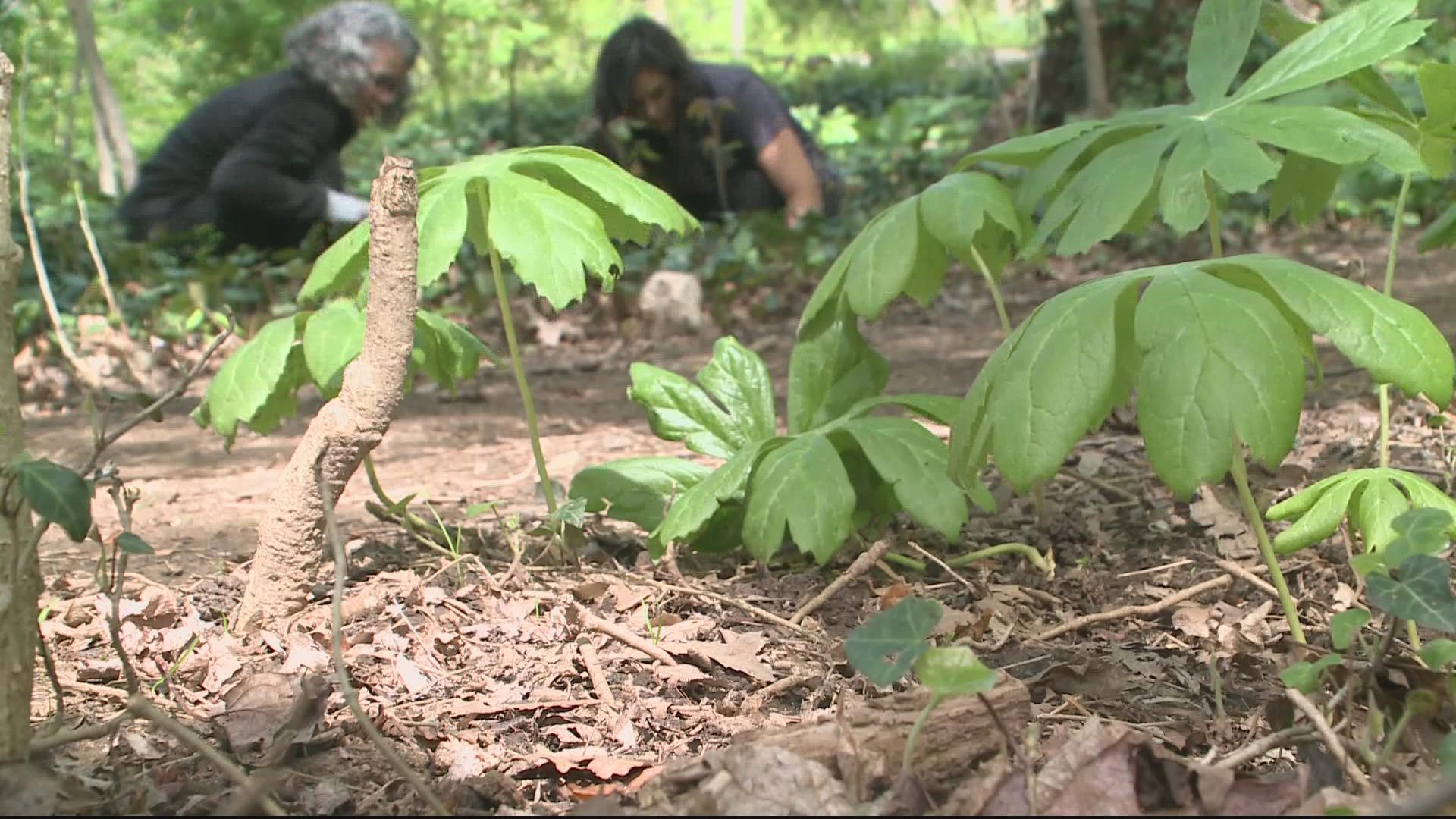 Volunteers from Rock Creek Conservancy are pulling out an invasive species strangling native plants in the park.