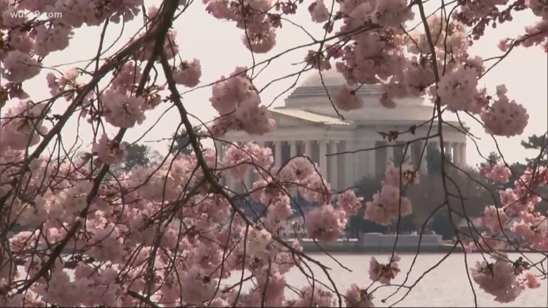 You're not supposed to touch the Cherry Blossom trees, but these guys can. Meet the team who works for months on end to bring you the trees you see at Tidal Basin. The National Park Service arborists say keeping the trees healthy isn't easy.