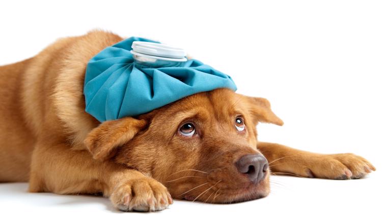 VERIFY | Are canine flu cases rising?