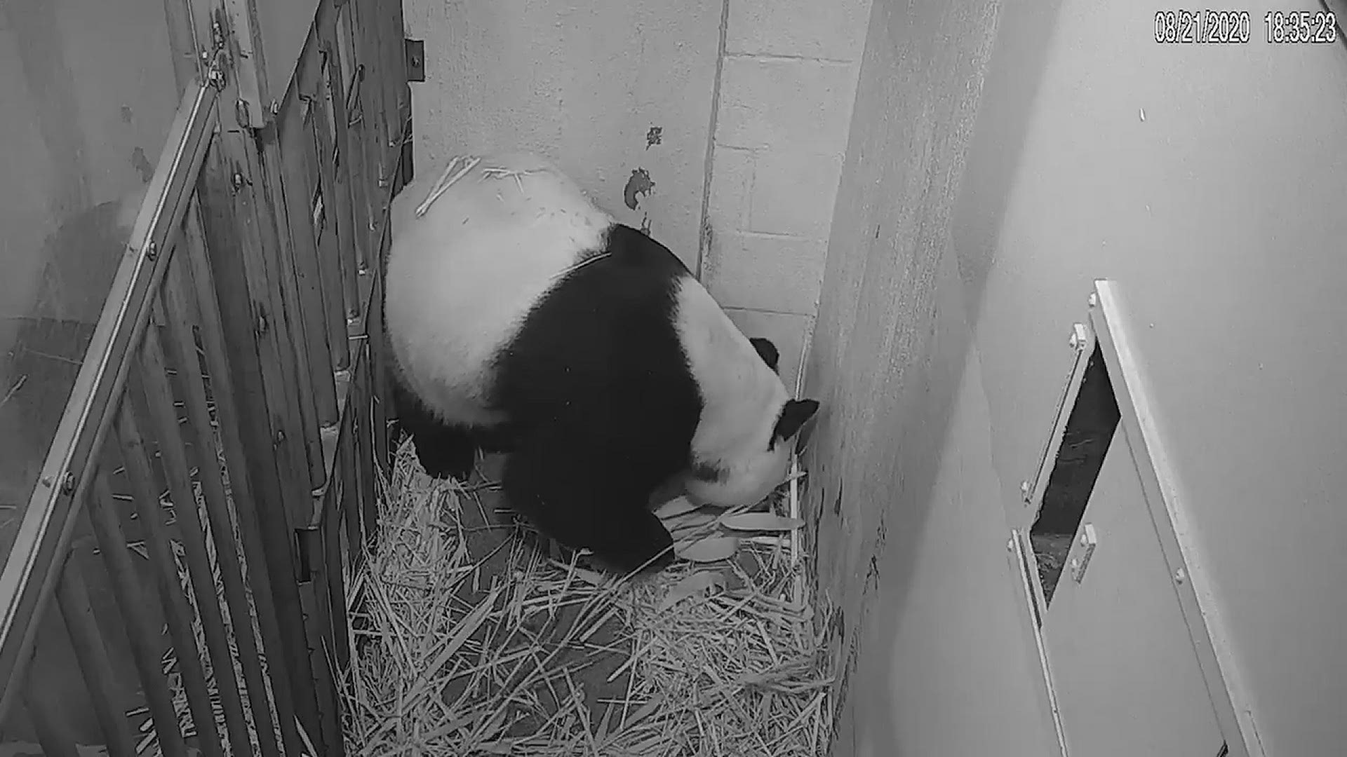 National Zoo panda cub, baby panda born, panda cam | newscentermaine.com