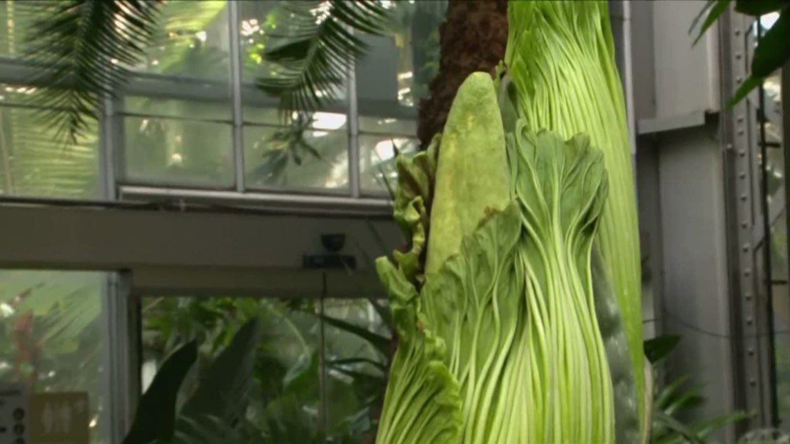Three corpse flowers to bloom at Botanical Garden | newscentermaine.com