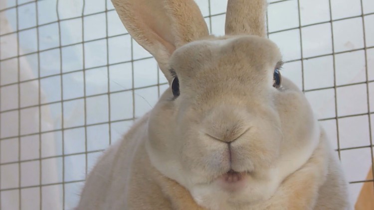 Easter might not be a bad time to adopt a rabbit, after all