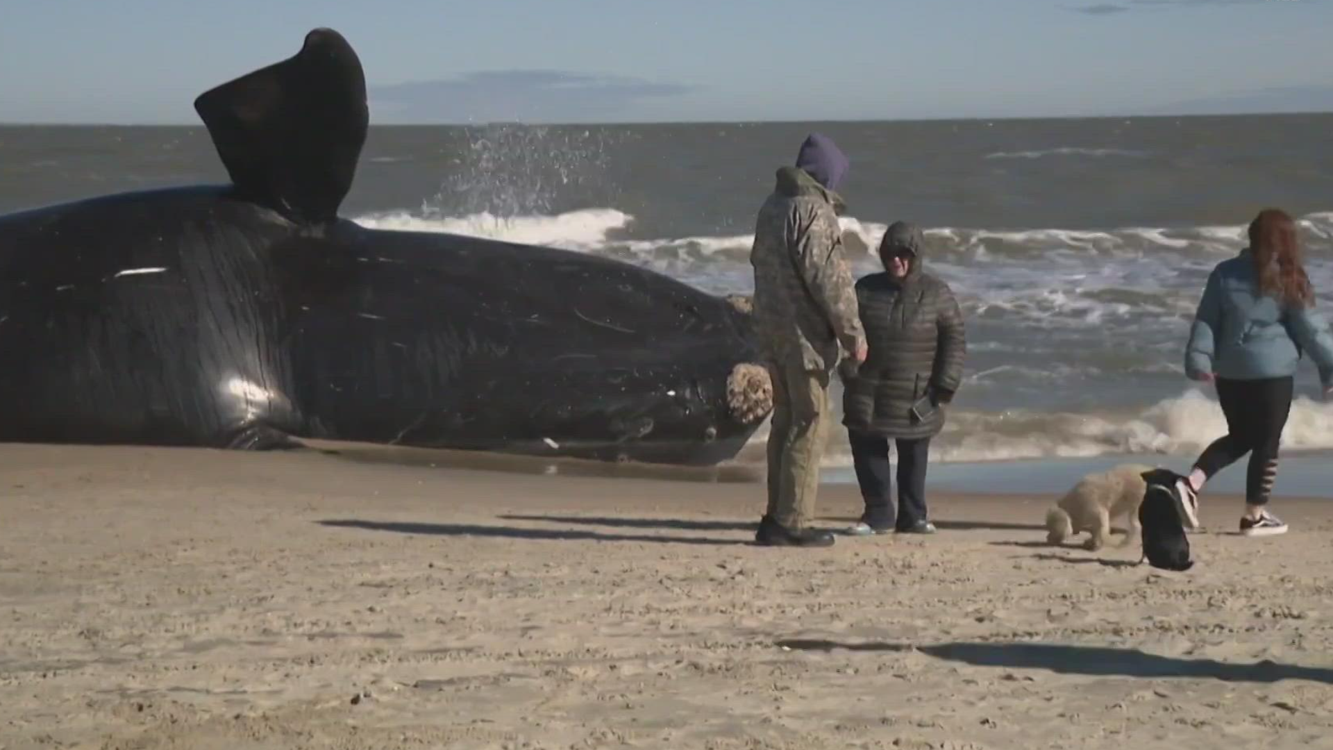 Calls grow for federal probe into whale deaths along Northeast beaches