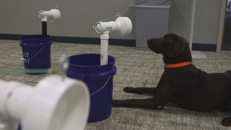 COVID-detecting K-9s: Organization trains dogs to identify who has the virus