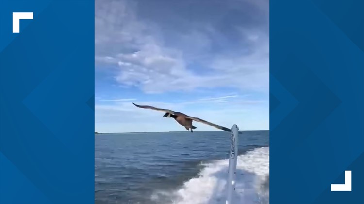 A Virginia family met a goose at the beach. Then, it chased their boat and followed them home.