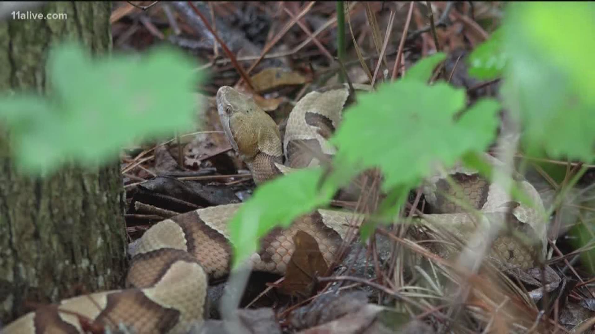 Copperheads are moving in Here's how to protect yourself